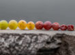 10 German Grape Varieties Every Somm Should Know
