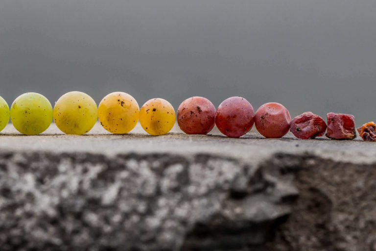 10 German Grape Varieties Every Somm Should Know