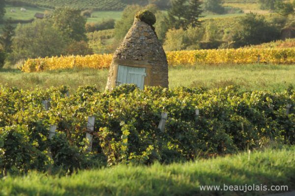 Beaujolais-Vignes-en-automne-Beaujolais-Daniel-Gillet-Inter-Beaujol