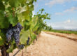 Beyond Tempranillo: Exciting Reds from Spain’s Lesser-Known Varieties