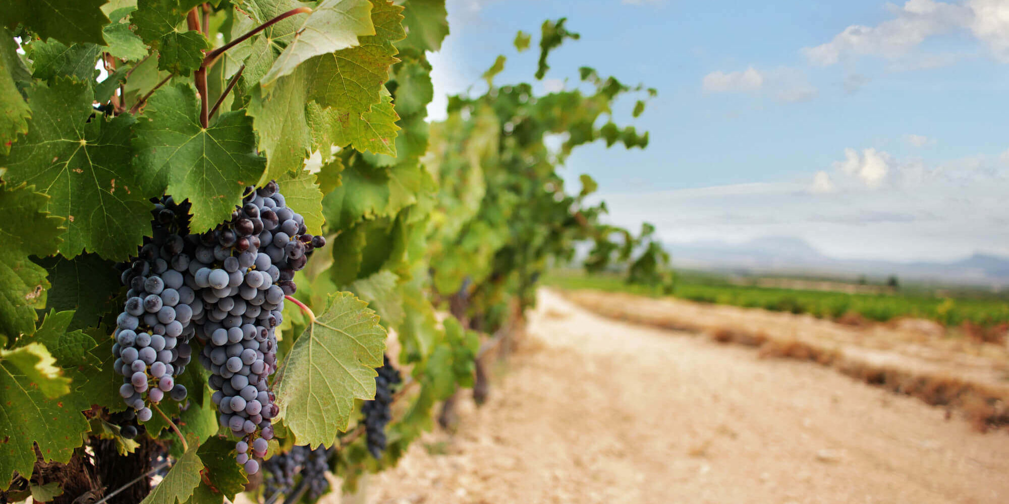 Beyond Tempranillo: Exciting Reds from Spain’s Lesser-Known Varieties Beyond Tempranillo: Exciting Reds from Spain’s Lesser-Known Varieties