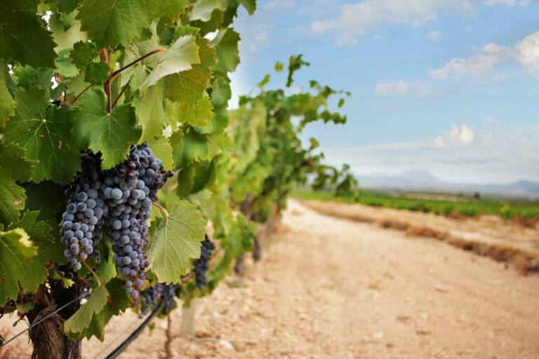 Beyond Tempranillo: Exciting Reds from Spain’s Lesser-Known Varieties