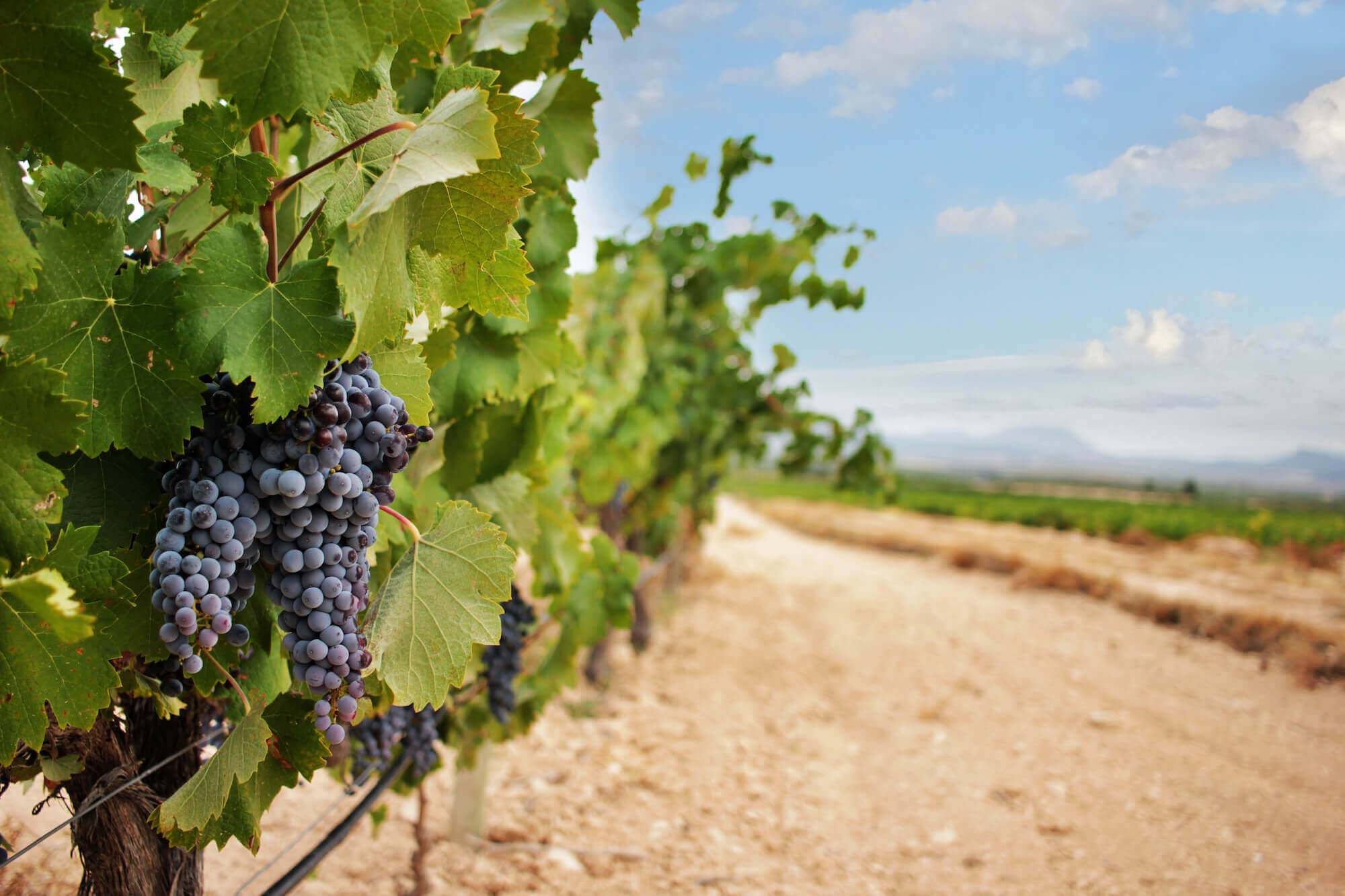 Beyond Tempranillo: Exciting Reds from Spain’s Lesser-Known Varieties