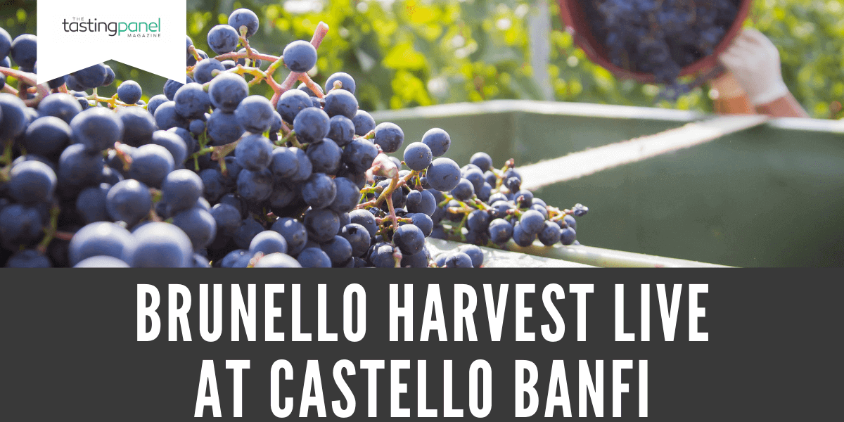 Brunello Harvest Live at Castello Banfi
