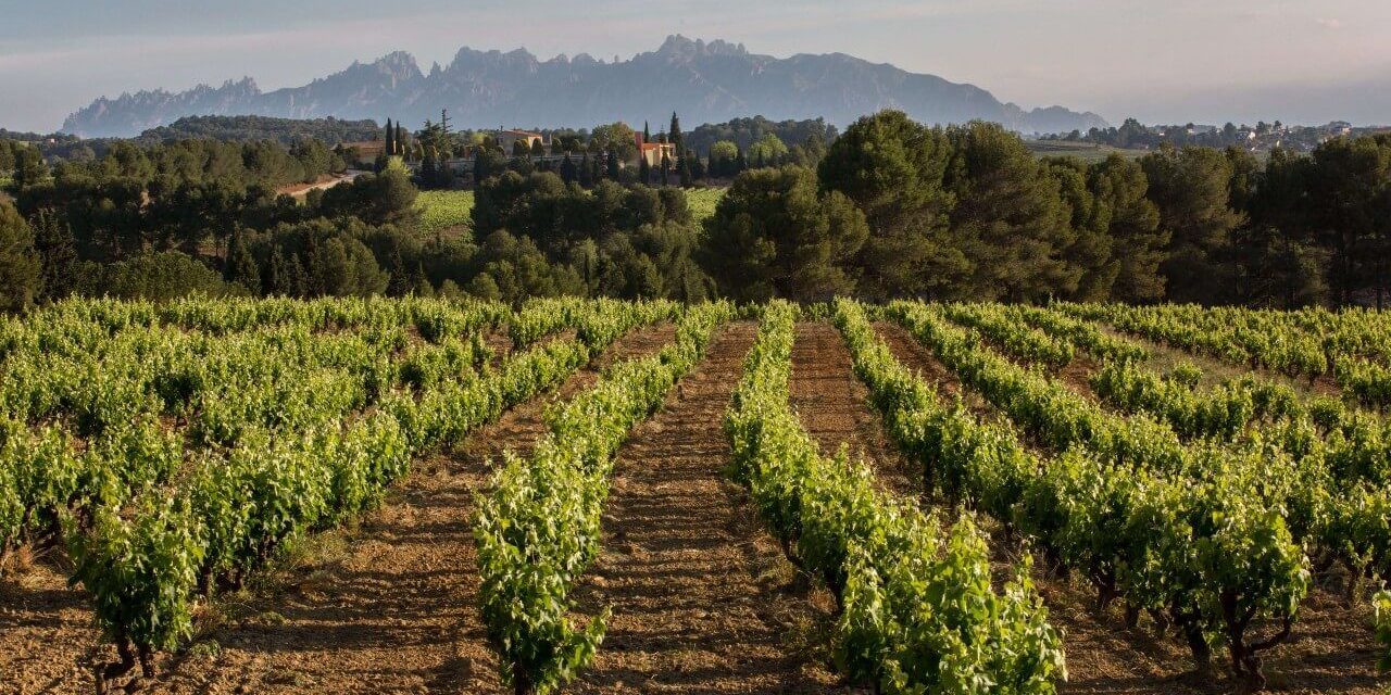 Cava’s Aging Requirements Explained Cava’s Aging Requirements Explained