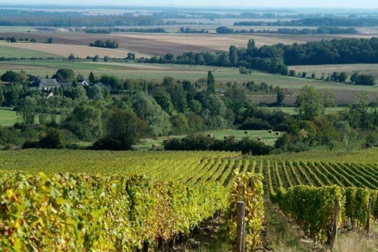 Discover the Loire Valley Wines