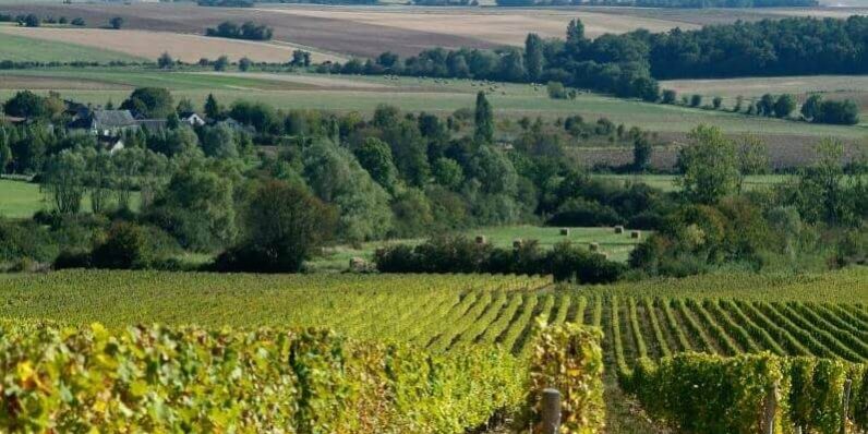 Discover the Loire Valley Wines Discover the Loire Valley Wines