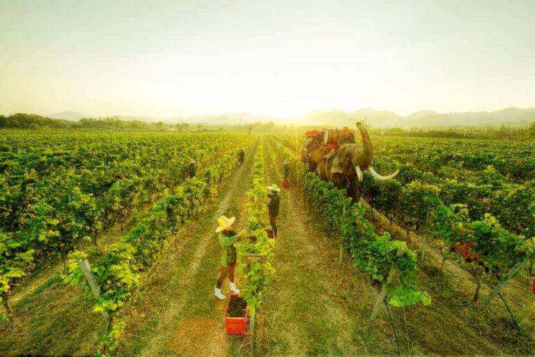 Exploring Southeast Asian Vineyards