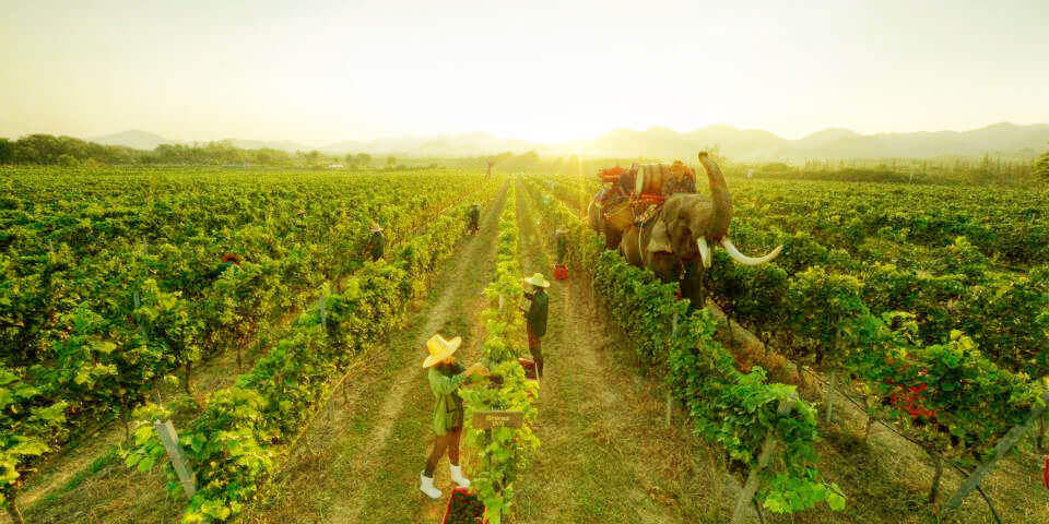 Exploring Southeast Asian Vineyards Exploring Southeast Asian Vineyards