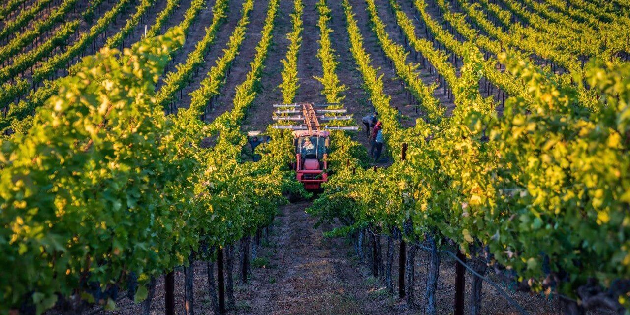 Four Grapes to Watch in Temecula Valley