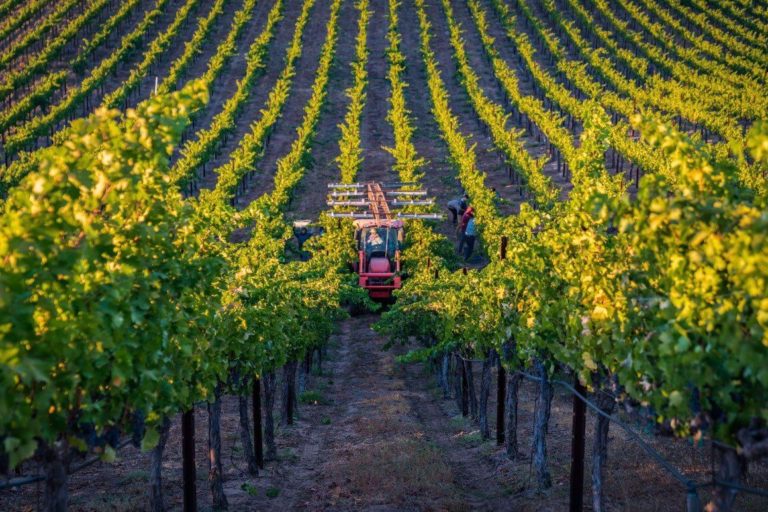 Four Grapes to Watch in Temecula Valley