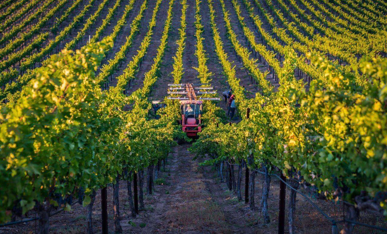 Four Grapes to Watch in Temecula Valley