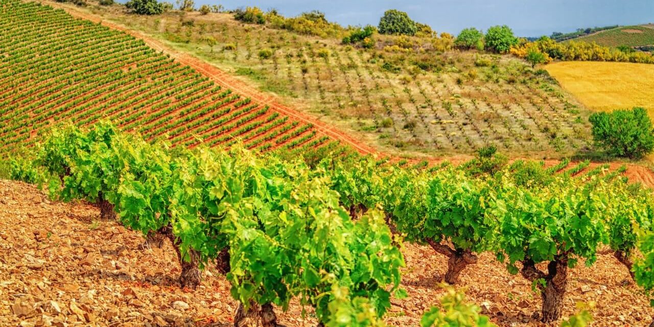 Garnacha Goes Global Garnacha Goes Global