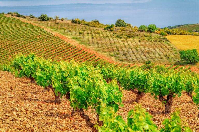 Garnacha Goes Global