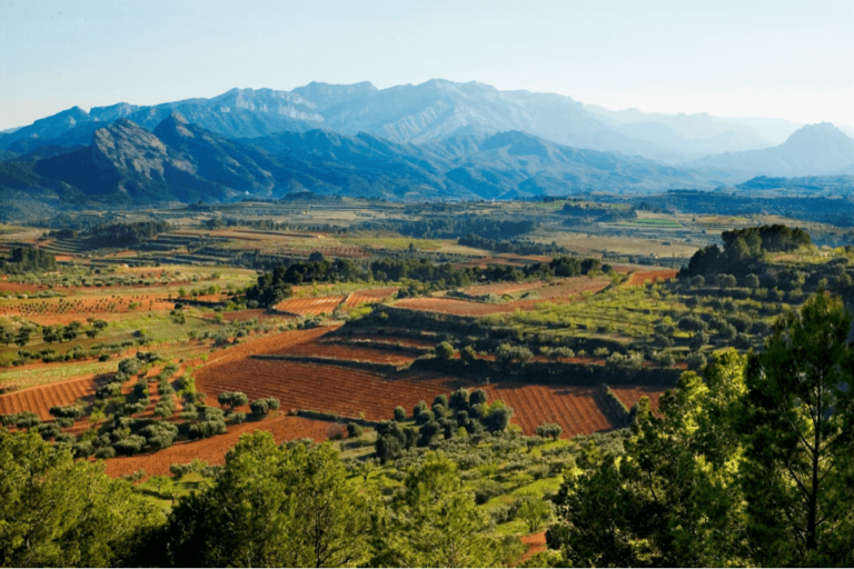 European Garnacha/Grenache Producers’ Best Practices and Their Terroirs