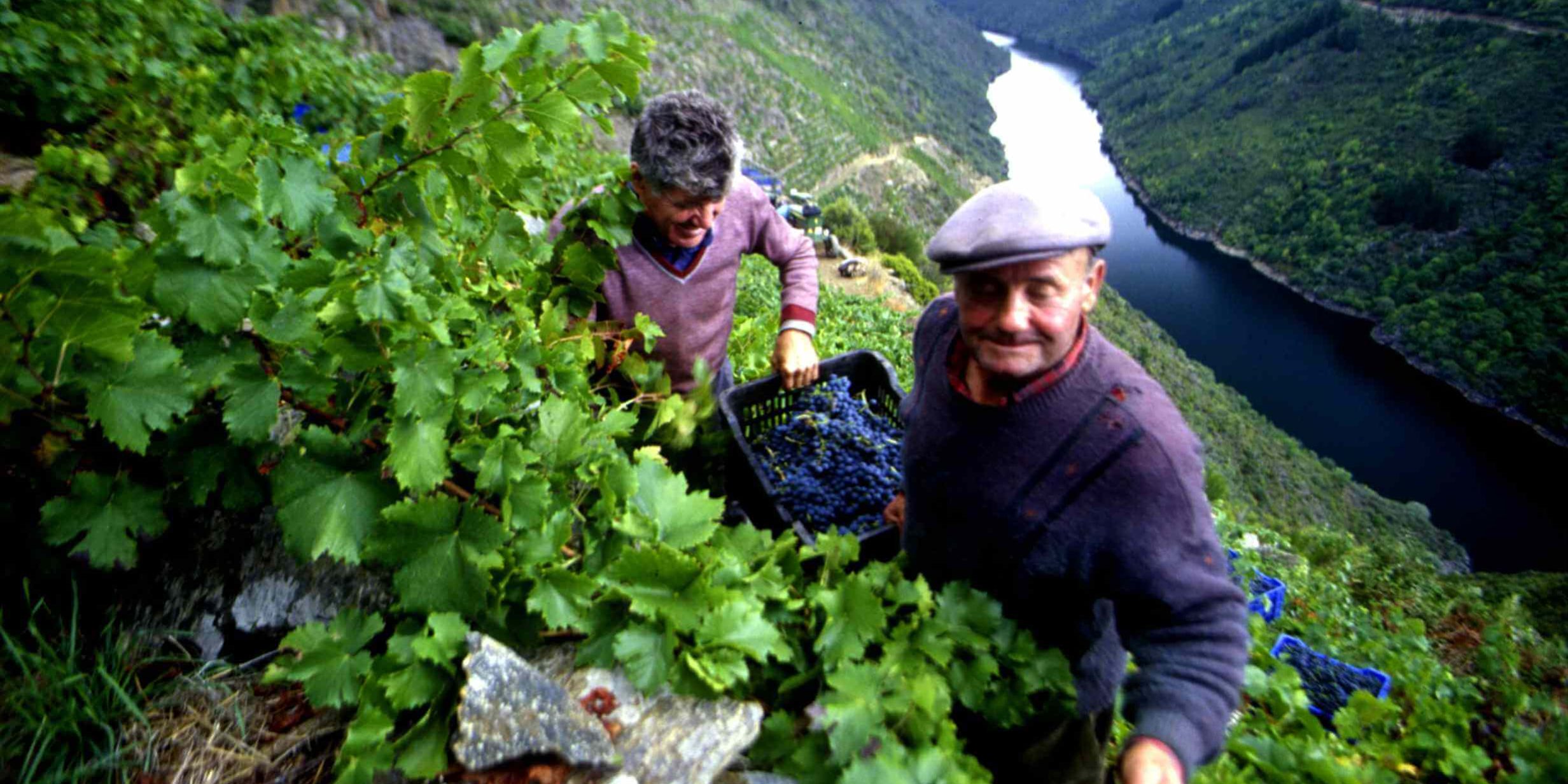 Heroic Harvests Extreme Viticulture in Challenging Spanish Sites