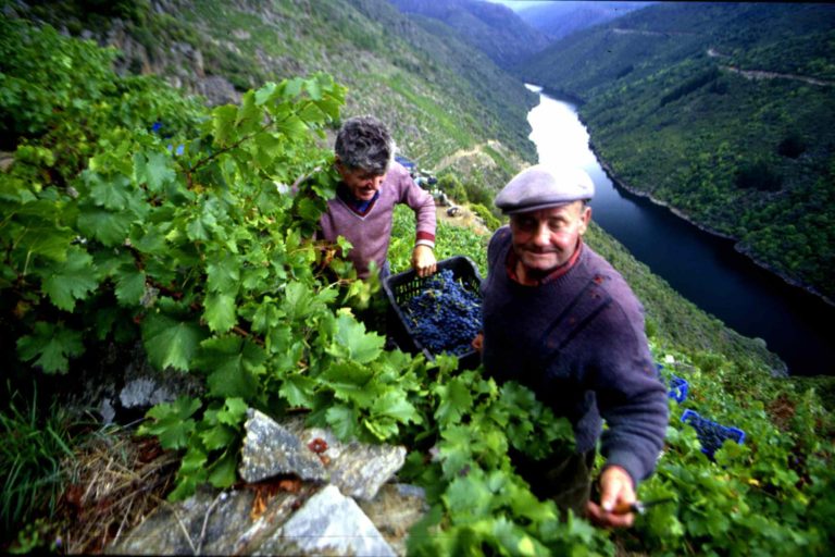 Heroic Harvests Extreme Viticulture in Challenging Spanish Sites