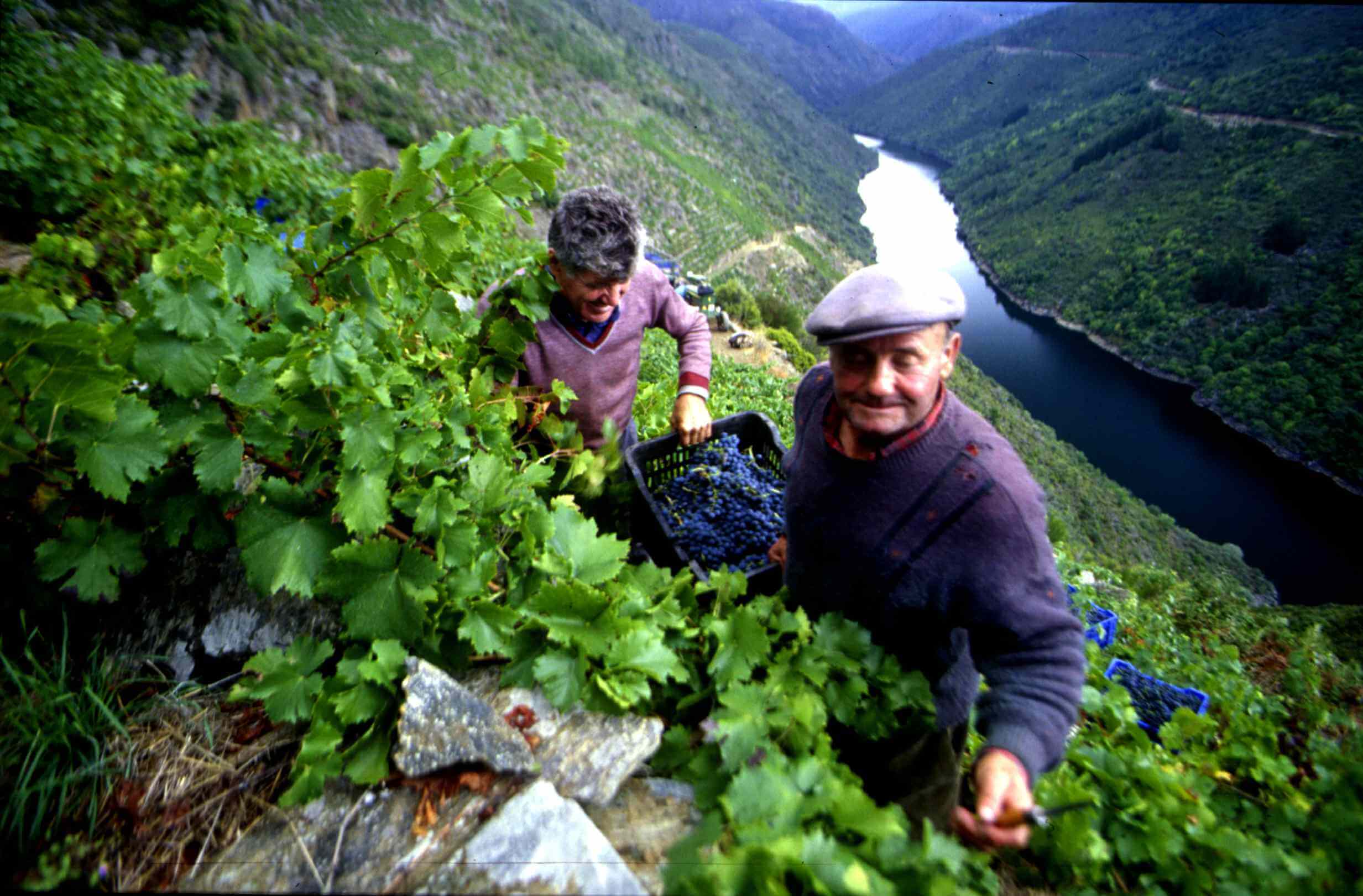 Heroic Harvests Extreme Viticulture in Challenging Spanish Sites