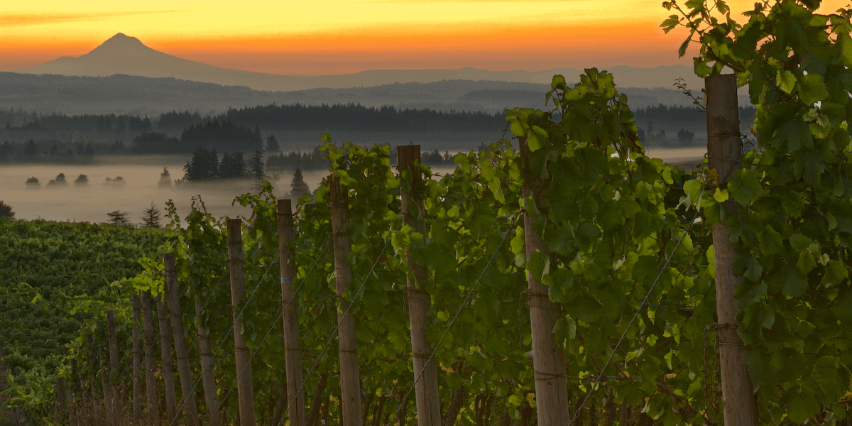 Pinot for the Long Haul Pinot for the Long Haul
