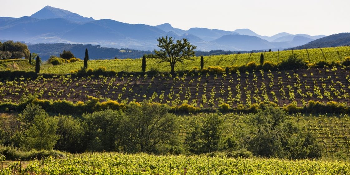 How Many Emotions can a Rhône Valley Vineyard's Wine Awaken?