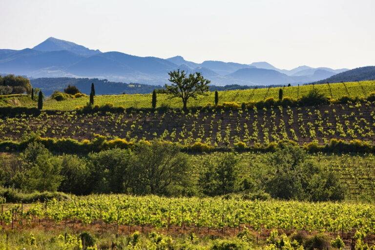 How Many Emotions can a Rhône Valley Vineyard's Wine Awaken?